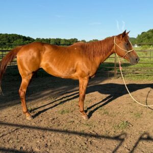 #100 Sorrel Mare