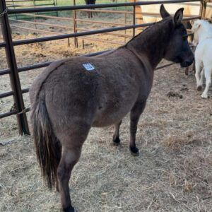 #554 Mini Mule
