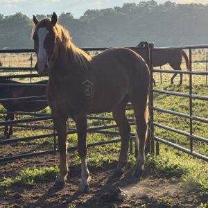4 y/o Sorrel Gelding - Tag 102