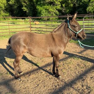 #104 Grulla Mini Molly Mule