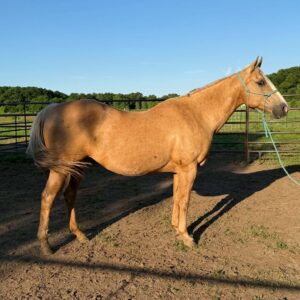 #103 Registered AQHA Palomino Mare