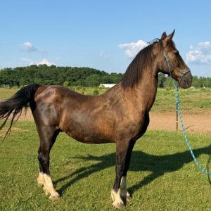 Tag #116 - Saddlebred Gelding