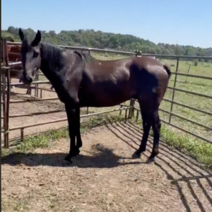 #108 - 4 y/o Black Gelding