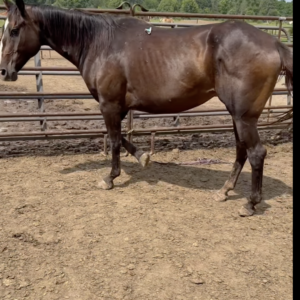 #211 Dark Bay Mare