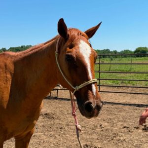 Tag 111 - 19 y/o Red Dun Gelding
