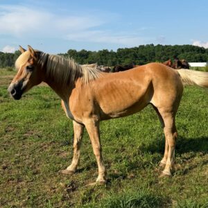 #115 Halflinger Mare