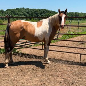 Tag 113 - Buckskin White Paint Gelding
