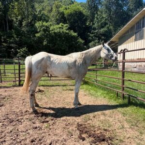 Urgent !!!! Tag 107 - 16 y/o Gelding
