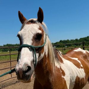 Tag 109 - 19 y/o Gelding