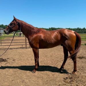 3 y/o Red Roan Gelding