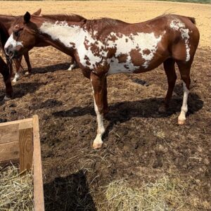 Tag #300 - Red and White Paint Gelding