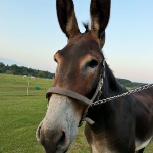 Tag #462 - Mammoth Jack donkey